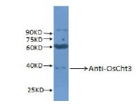 CHIT3 | Chitinase 3 in the group Plant/Algal Antibodies / Developmental Biology / Signal transduction at Agrisera AB (Antibodies for research) (AS15 2888)